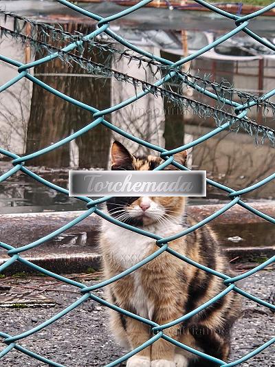 Girl Bellissima Sirena  Brescia