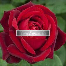 Girl Trasgressiva Attrice  Frosinone