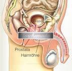 Girl Benigna  Torino